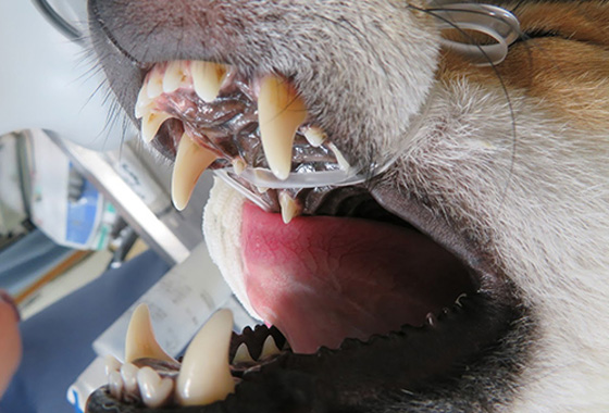犬歯切断手術1